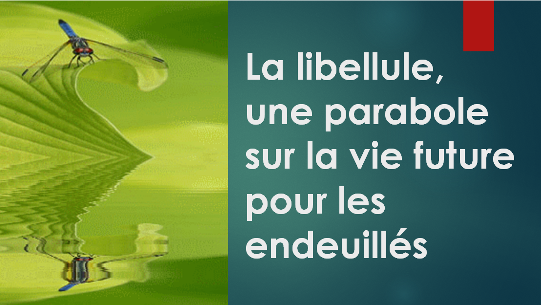 You are currently viewing La parabole de la libellule (deuil)