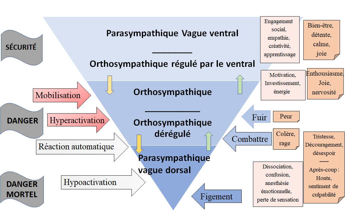 You are currently viewing La théorie polyvagale (TPV) en thérapie. Livre transe-intégrative